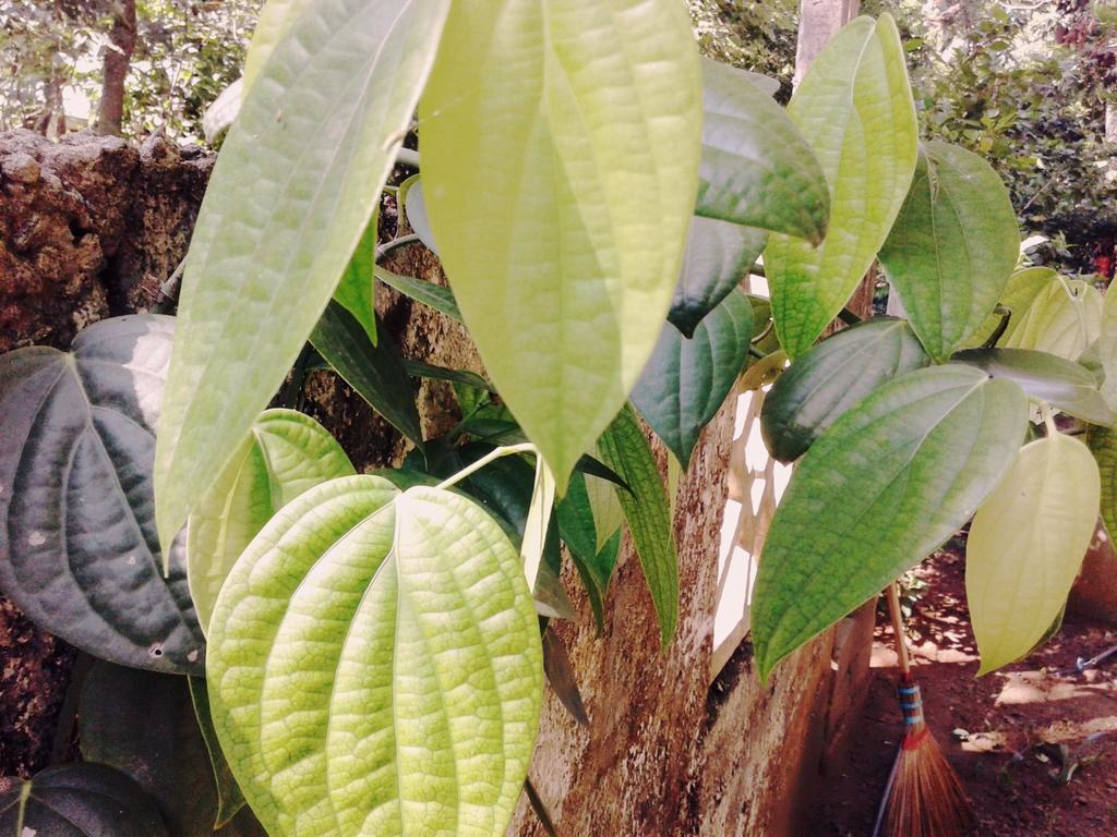 Bluesky Guest House Dambulla Exterior photo